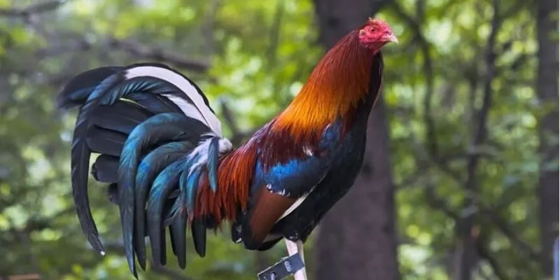 gioi-thieu-nguon-goc-giong-ke-chien-noi-tieng