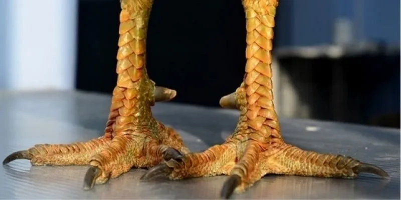 nhung-loai-vay-ga-da-hay-noi-bat-duoc-biet-den