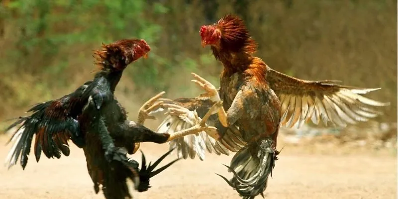 phuong-phap-ren-luyen-giup-chien-ke-nang-cao-ky-nang